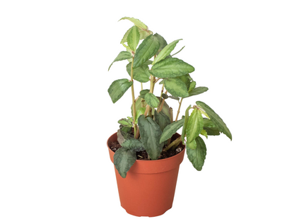 Pellionia Daveanna - 4" Pot