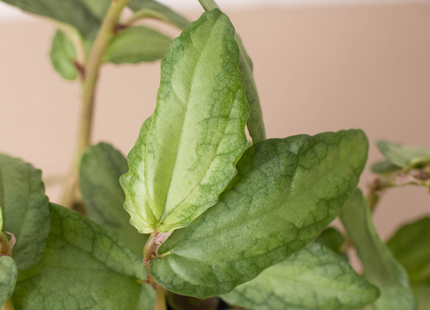 Pellionia Daveanna - 4" Pot