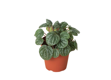 Peperomia 'Burbella'