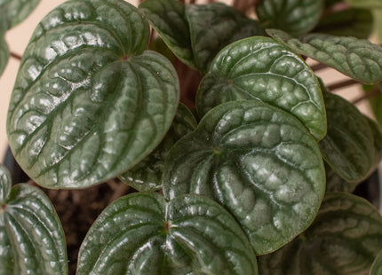 Peperomia 'Burbella'