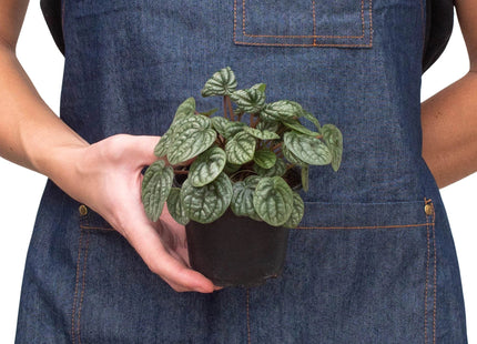 Peperomia 'Burbella'
