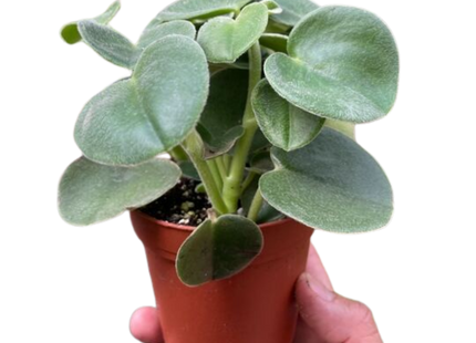 Peperomia 'Felted'
