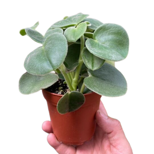 Peperomia 'Felted'