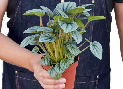 Peperomia 'Frost'