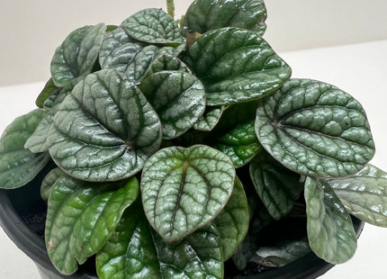 Peperomia Greyhound