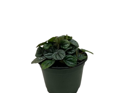 Peperomia Greyhound