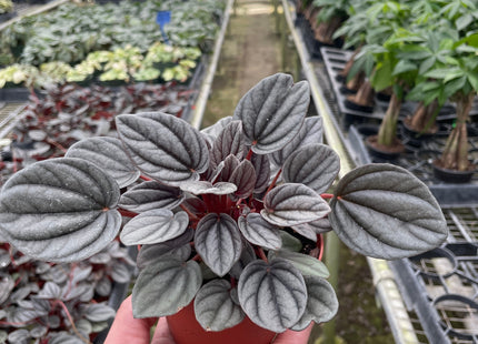 Peperomia 'Mendoza'