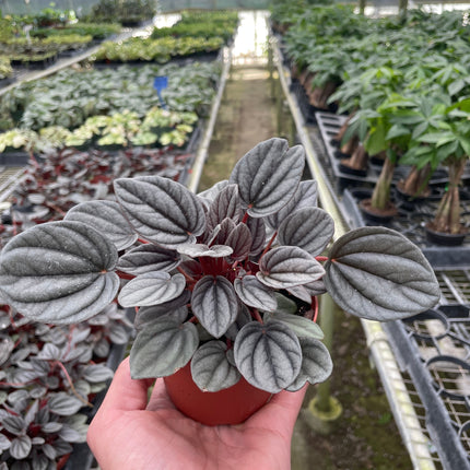 Peperomia 'Mendoza'