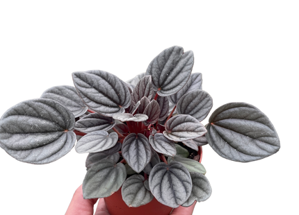 Peperomia 'Mendoza'
