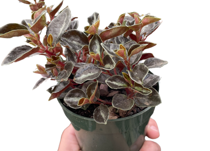 Peperomia 'Metallica'
