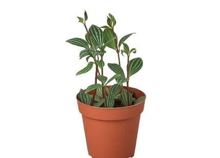 Peperomia 'Parallel'