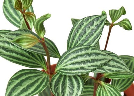 Peperomia 'Parallel'