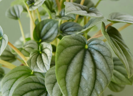 Peperomia 'Frost'