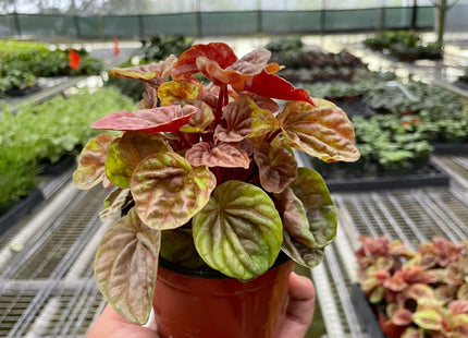 Peperomia 'Quito'