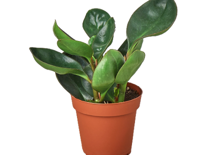Peperomia Red Edge
