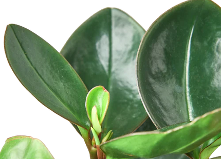 Peperomia Red Edge