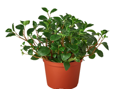 Peperomia 'Glabella'
