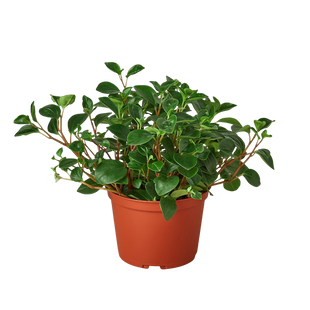 Peperomia 'Glabella'