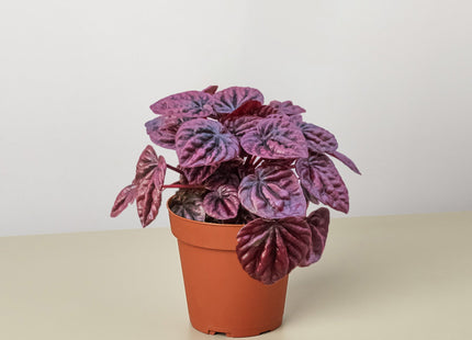 Peperomia 'Ripple Red'