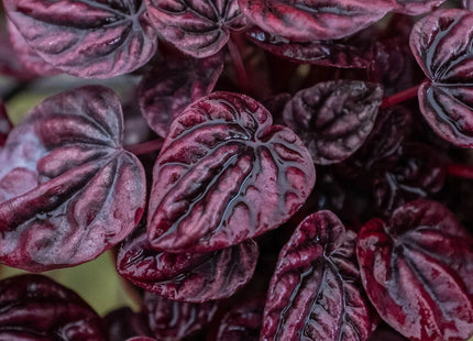Peperomia 'Ripple Red'