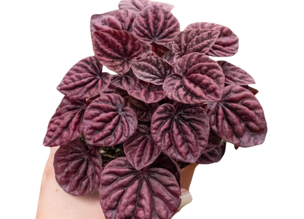 Peperomia 'Ripple Red'