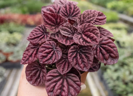 Peperomia 'Ripple Red'