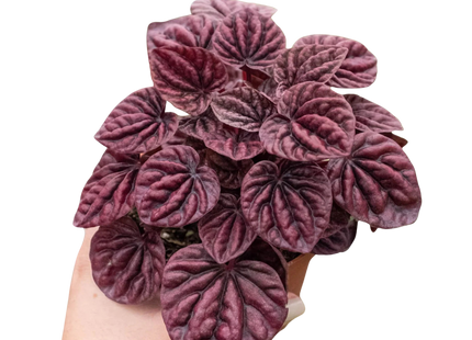 Peperomia 'Ripple Red'