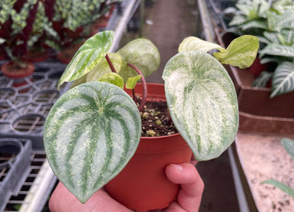 Peperomia 'Watermelon Variegated'