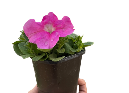 Petunia