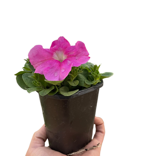 Petunia