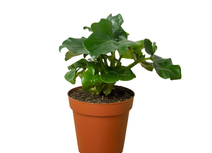 Philodendron 'Atom'