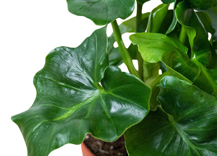 Philodendron 'Atom'