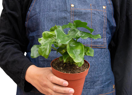 Philodendron 'Atom'