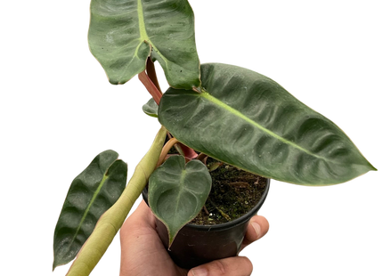 Philodendron 'Billietiae'