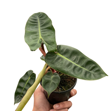 Philodendron 'Billietiae'