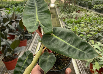 Philodendron 'Billietiae'