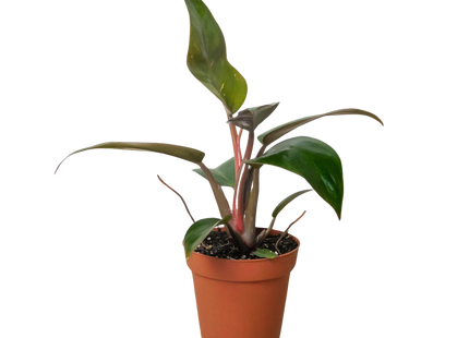 Philodendron 'Birkin Pink'