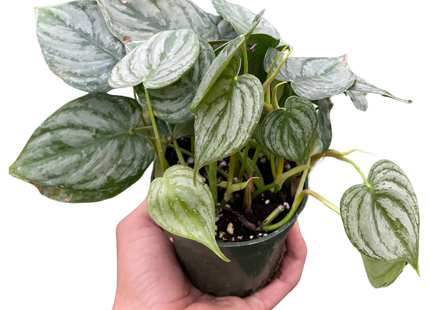 Philodendron 'Brandi'