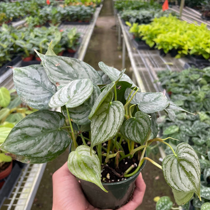 Philodendron 'Brandi'