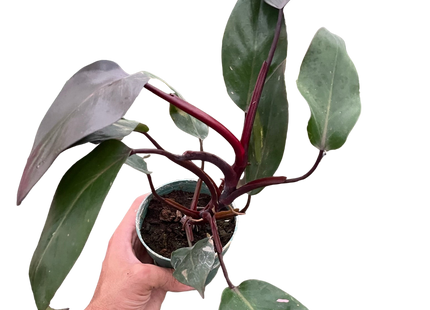 Philodendron 'Burgundy Princess' (Reverted Pink Princess) - B-Grade