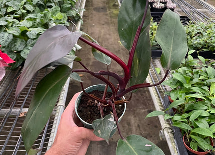 Philodendron 'Burgundy Princess' (Reverted Pink Princess) - B-Grade