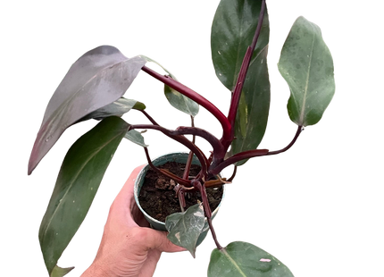 Philodendron 'Burgundy Princess' (Reverted Pink Princess) - B-Grade