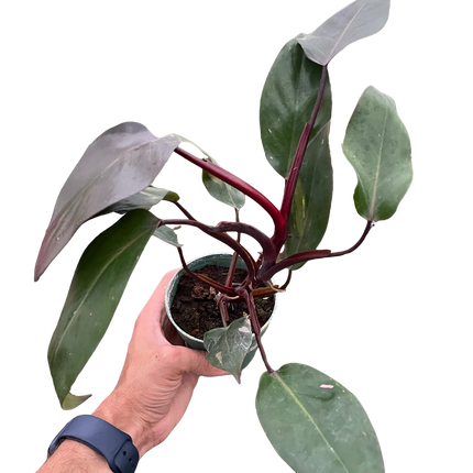 Philodendron 'Burgundy Princess' (Reverted Pink Princess) - B-Grade