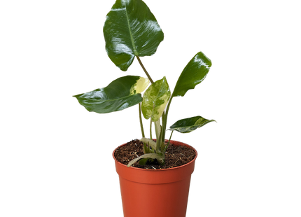 Philodendron Burle Marx Albo