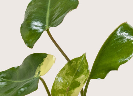 Philodendron Burle Marx Albo