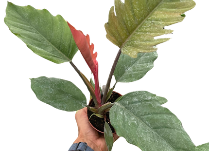 Philodendron Choco Empress
