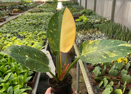 Philodendron 'Congo Green Variegated'
