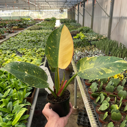 Philodendron 'Congo Green Variegated'