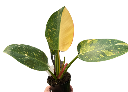 Philodendron 'Congo Green Variegated'