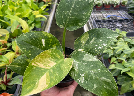 Philodendron 'Congo Nuclear'